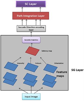 Saccade Velocity Driven Oscillatory Network Model of Grid Cells